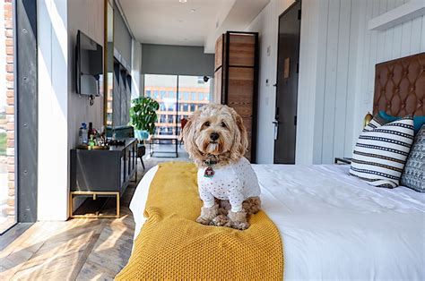 dog friendly hotels carlsbad|THE 10 BEST Carlsbad Pet Friendly Hotels